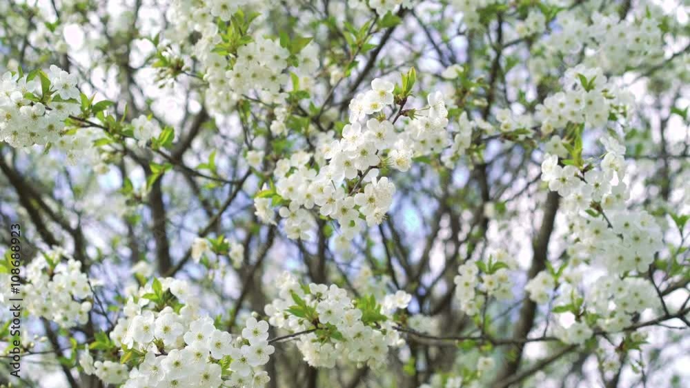 Spring cherry tree with blossom. 4k Spring cherry tree with blossom. 4k