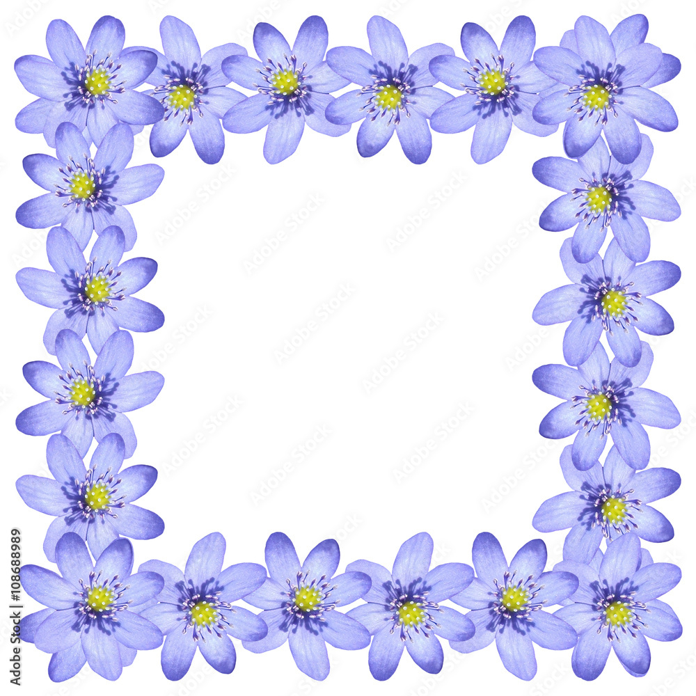 Floral background. The first spring flowers. Blue snowdrop 