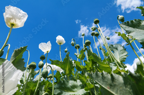 Poppy field photo