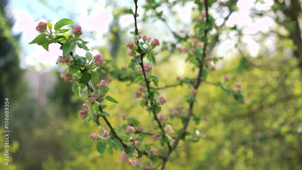Twigs of paradise apple with small flowers 4k Twigs of paradise apple with small flowers 4k