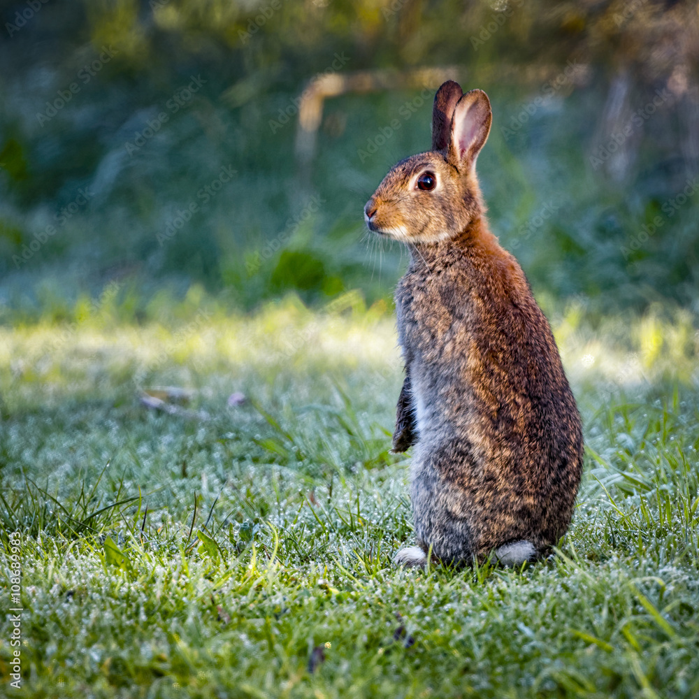 Naklejka premium 3 Wild common rabbit (Oryctolagus cuniculus) sitting on hind in a meadow on a frosty morning surrounded by grass and dew 