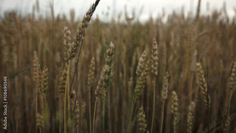 camera slide with close up of wheat growing on the field camera slide with close up of wheat growing on the field