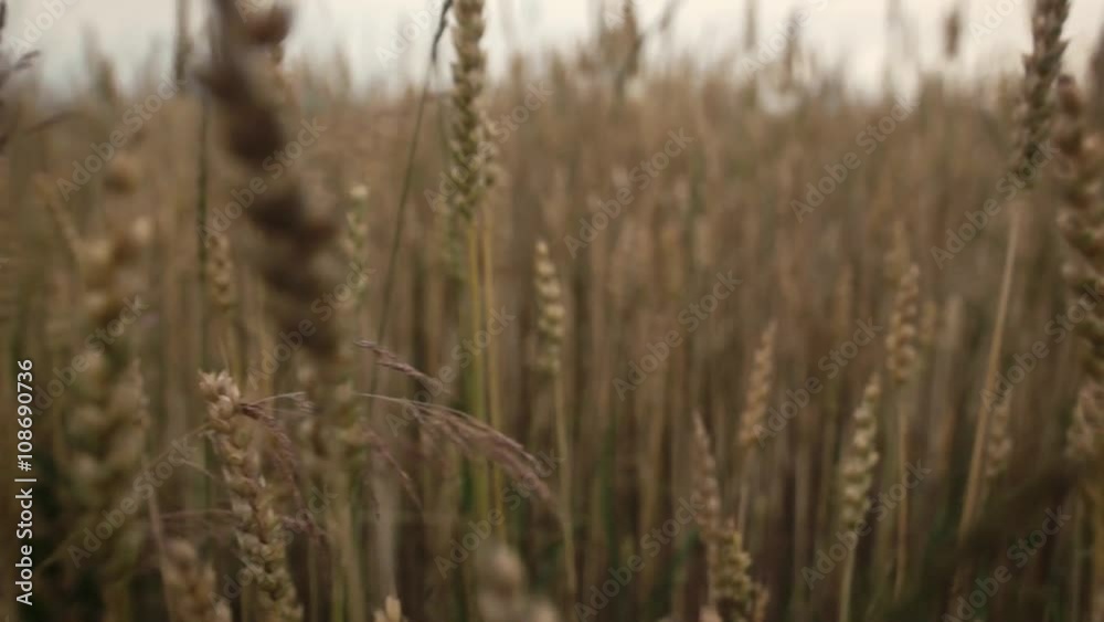 camera slide with close up of wheat growing on the field camera slide with close up of wheat growing on the field