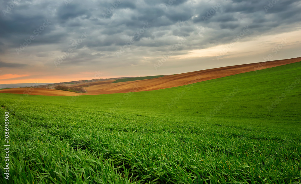Green wheat field at sunset
