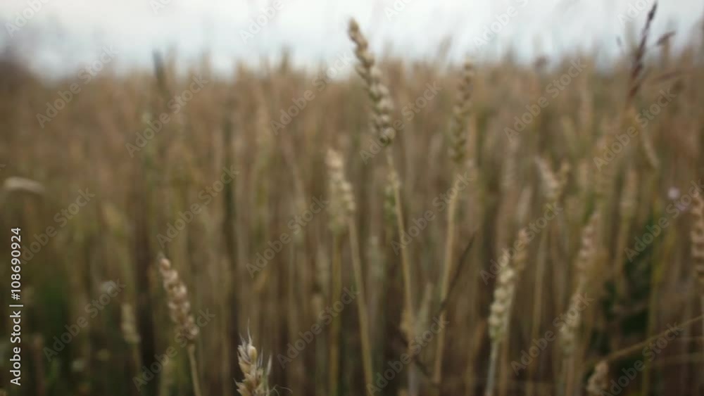 camera slide with close up of wheat growing on the field