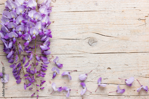 Violet wisteria flowers on white wooden background
