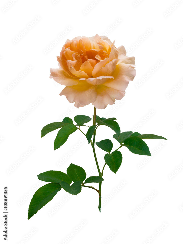 Obraz premium Delicate peach-colored rose