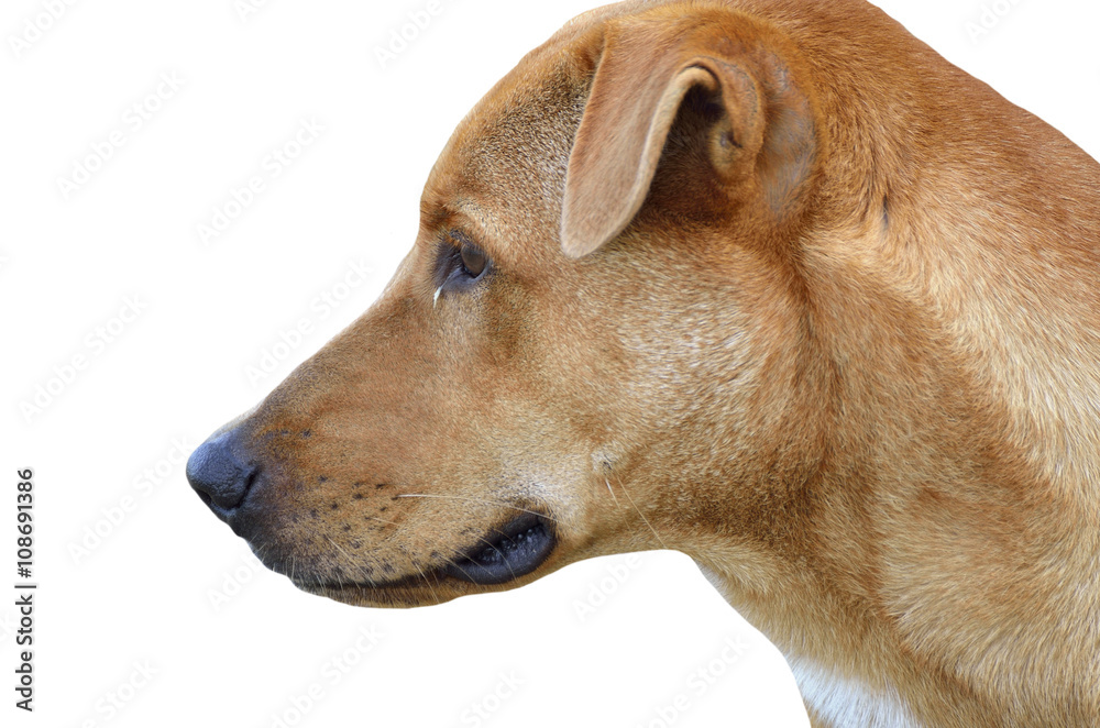 Dog portrait (Selective focus) isolated on white background