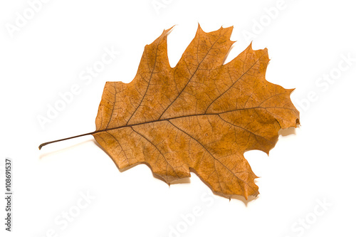 Dry autumn oak leaf on  over white photo