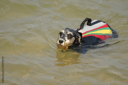 Dog swimming in the sea (Miniature Schnauzer - Selective focus)
