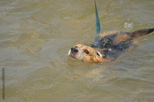 Dog swimming in the sea (Beagle - Selective focus)