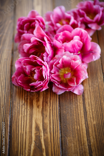 Bunch of beautiful tulips  © Peredniankina
