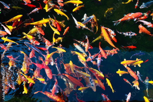 Park pool in breeding ornamental goldfish