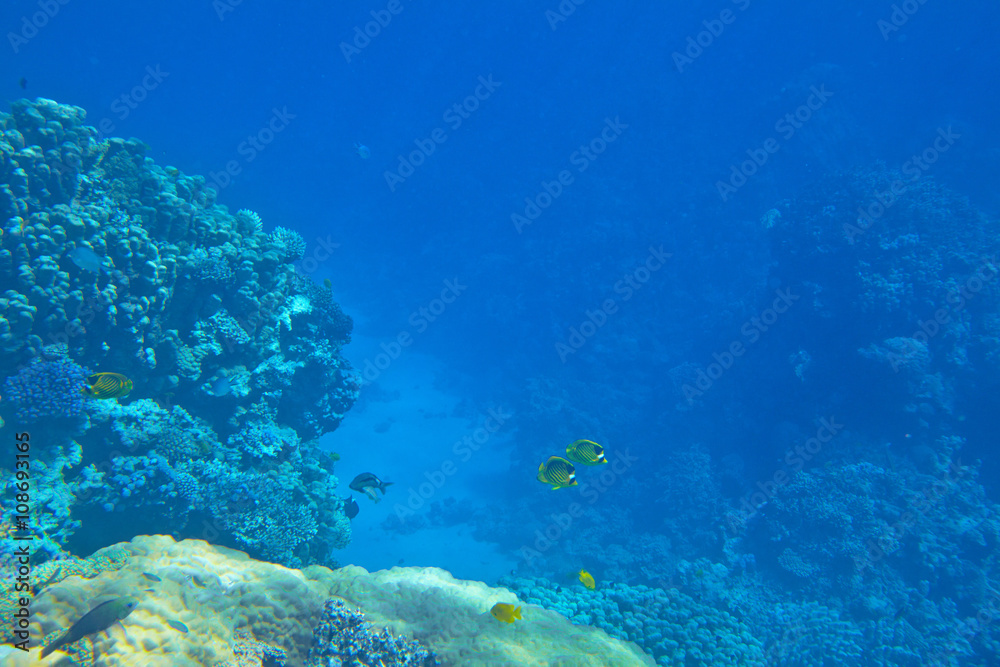 Fototapeta premium coral reef