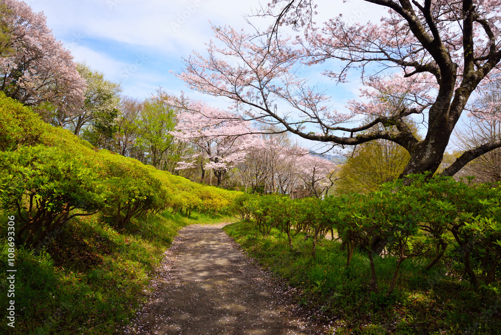 里山の登山道に咲く桜
二宮の吾妻山公園の山道を覆いかぶさるように咲いていた桜の木が非常に美しかった。