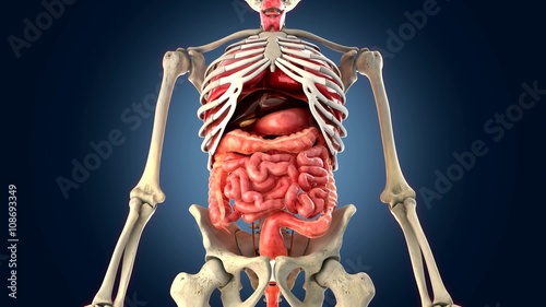 Skeleton with internal organs 3d render