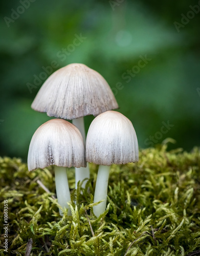 Coprinus mushrooms in moss