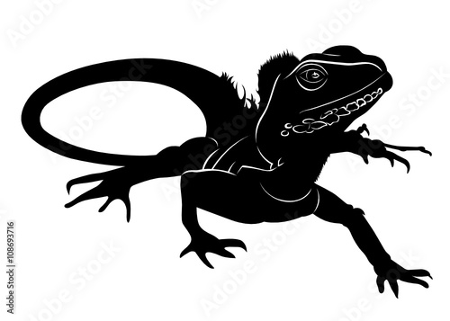 Iguana