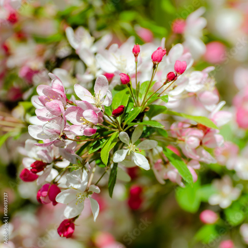 Obstbaumblüte im Frühling © dietwalther
