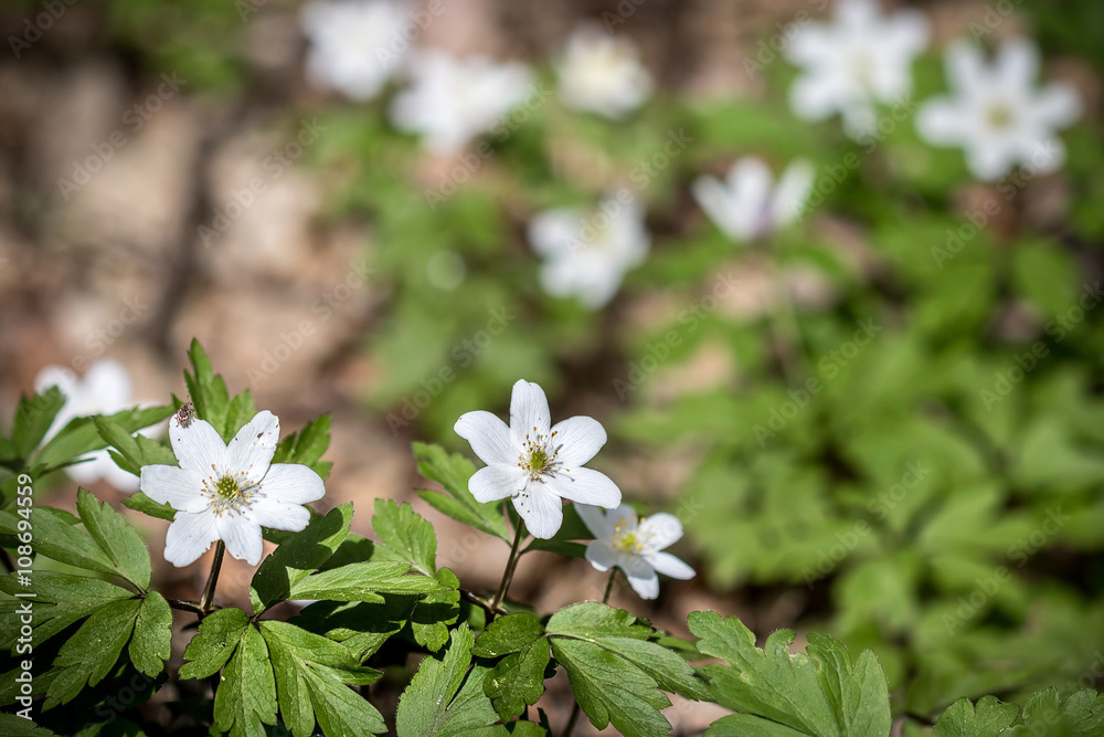 Macro shot of little wood anemone white flowers Macro shot of little wood anemone white flowers