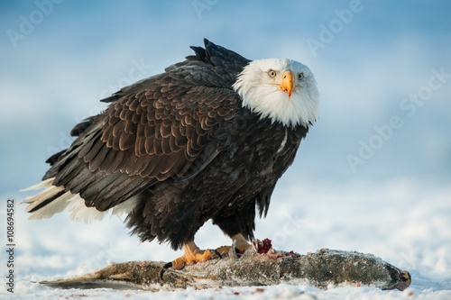 The Bald eagle ( Haliaeetus leucocephalus ) sits on snow and eats a salmon fish.