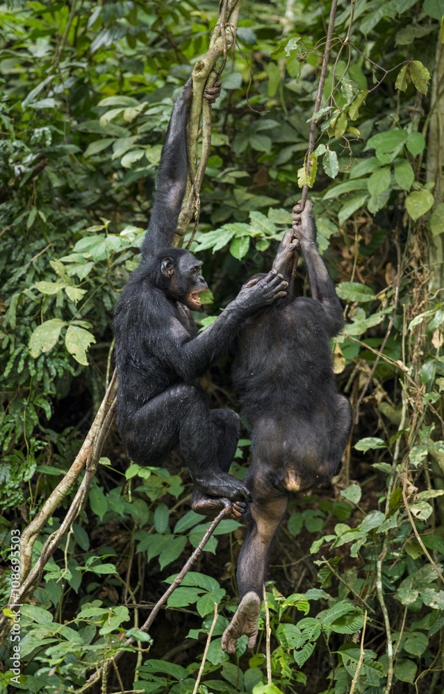 Obraz premium Bonobos (Pan Paniscus) on a tree branch. Green natural jungle background.