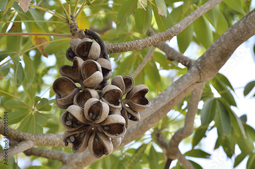 Sterculia foetida (Bastard poon tree or Java olive tree or Hazel sterculia or Wild almond tree)
