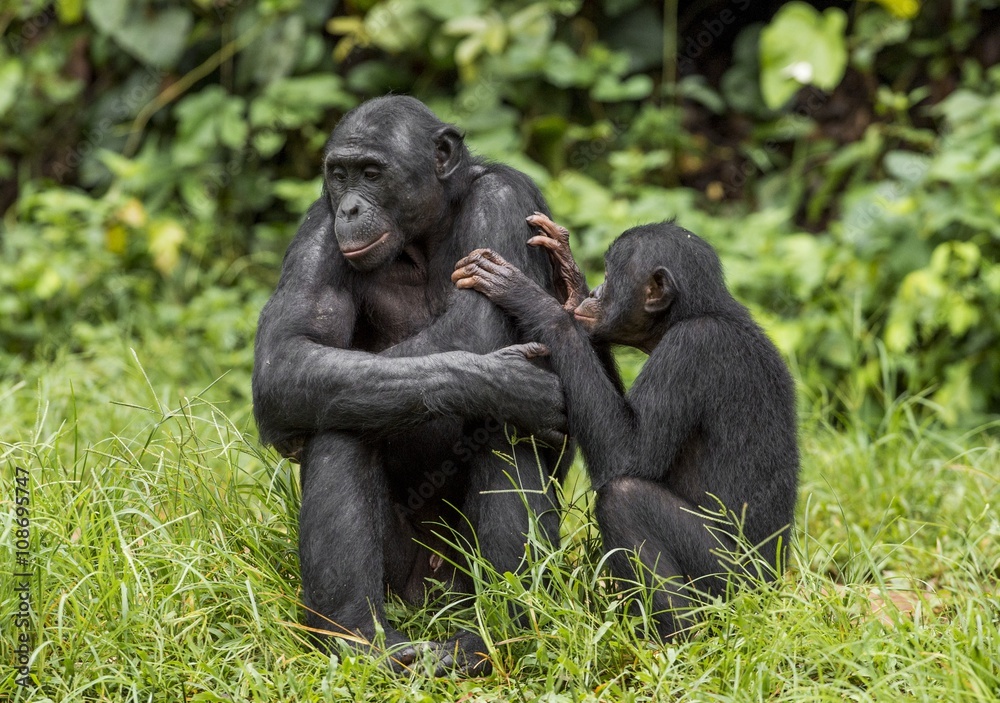 Bonobos (Pan Paniscus) on green natural background. Bonobos (Pan Paniscus) on green natural background.