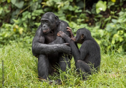 Bonobos  Pan Paniscus  on green natural background.