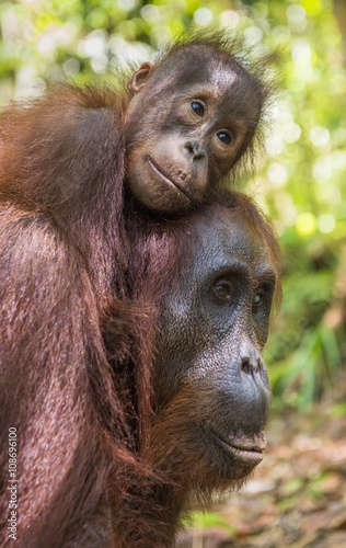 A female of the orangutan with a cub in a native habitat. Bornean orangutan (Pongo o pygmaeus wurmmbii) in the wild nature.