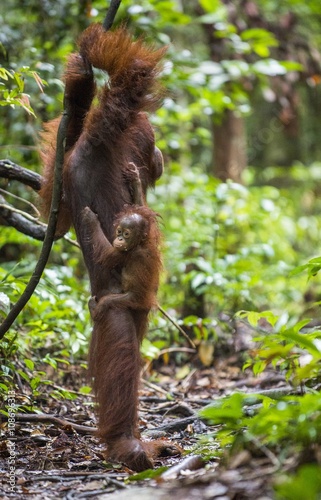 A female of the orangutan with a cub in a native habitat. Bornean orangutan (Pongo o pygmaeus wurmmbii) in the wild nature. photo