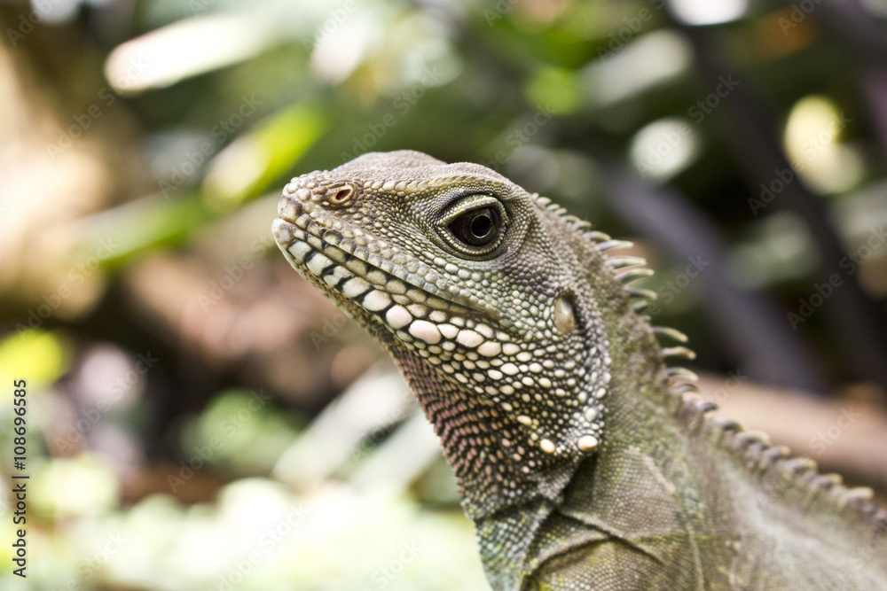 Close Up of an Asian Water Lizard Close Up of an Asian Water Lizard