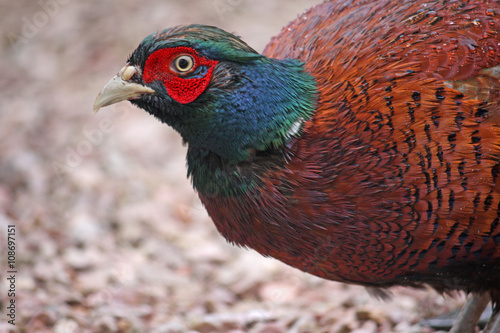 Pheasant © Jenny Thompson