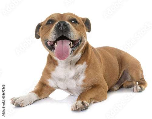 staffordshire bull terrier