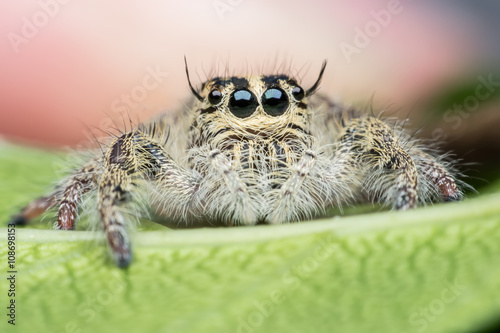 Jumping spider 