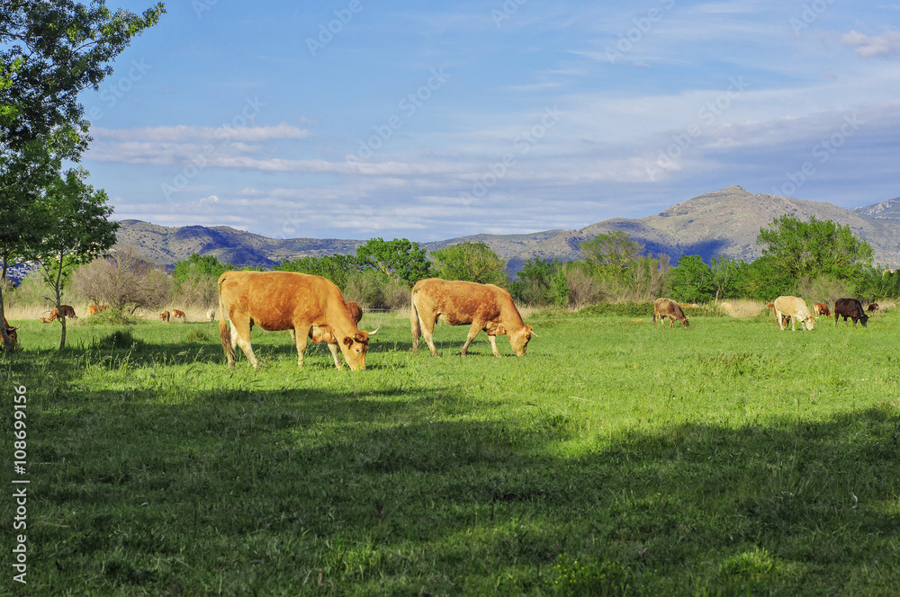 Cows grazing on a green lawn. In the background the Pyrenees.
