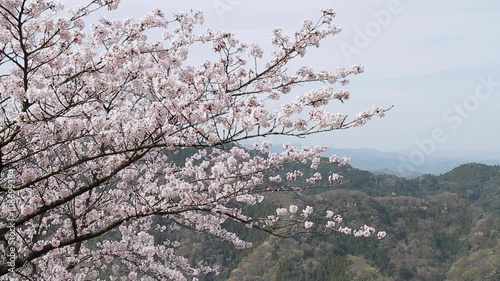 桜　高尾山の山頂　日本　