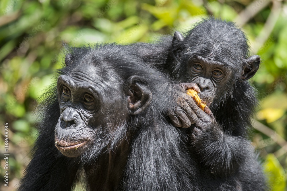 ?ub of a Bonobo on a back at Mother  in natural habitat. Green natural background.  The Bonobo ( Pan paniscus)