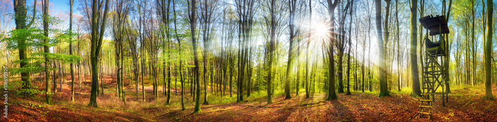 Naklejka premium Panorama lasu ze słońcem na wiosnę