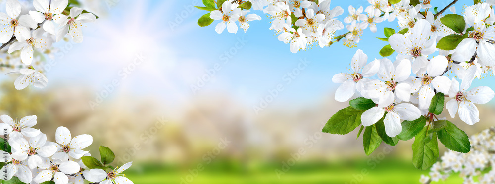 Frühlingsparadies mit weißen Blüten, Sonne und blauem Himmel, - obrazy, fototapety, plakaty 