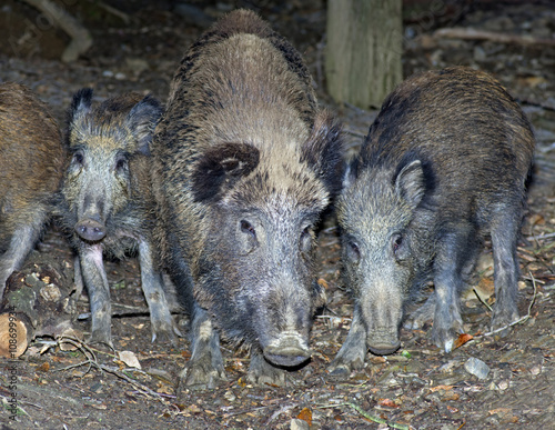 Group of wild boars (Sus scrofa)