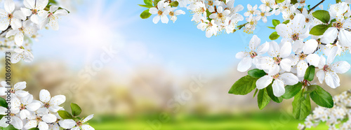 Frühlingsparadies mit weißen Blüten, Sonne und blauem Himmel,