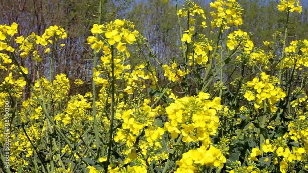 Auschnitt Rapsfeld in der Blüte Auschnitt Rapsfeld in der Blüte