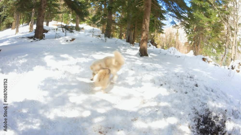 group dogs playing in the snow at Forest Lawn include sunlight on the snow group dogs playing in the snow at Forest Lawn include sunlight on the snow