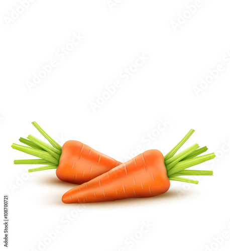 Two vector carrot isolated on a white background