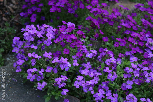 Blühendes Blaukissen Aubrieta