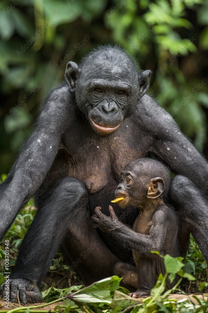 Mother and Cub of Bonobo in natural habitat. Close up Portrait . Green natural background. The Bonobo ( Pan paniscus), called the pygmy chimpanzee. Democratic Republic of Congo. Africa Mother and Cub of Bonobo in natural habitat. Close up Portrait . Green natural background. The Bonobo ( Pan paniscus), called the pygmy chimpanzee. Democratic Republic of Congo. Africa