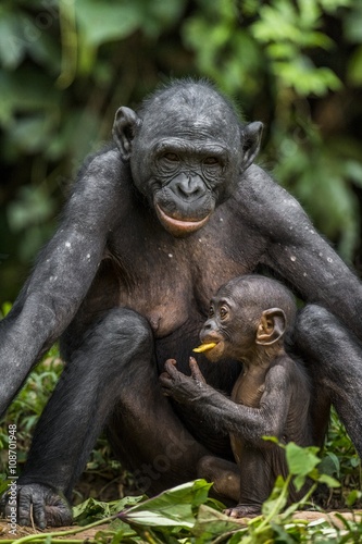 Mother and Cub of Bonobo in natural habitat. Close up Portrait . Green natural background. The Bonobo ( Pan paniscus), called the pygmy chimpanzee. Democratic Republic of Congo. Africa