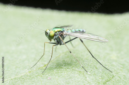 Fruit flies with beautiful green gold. © PeterO