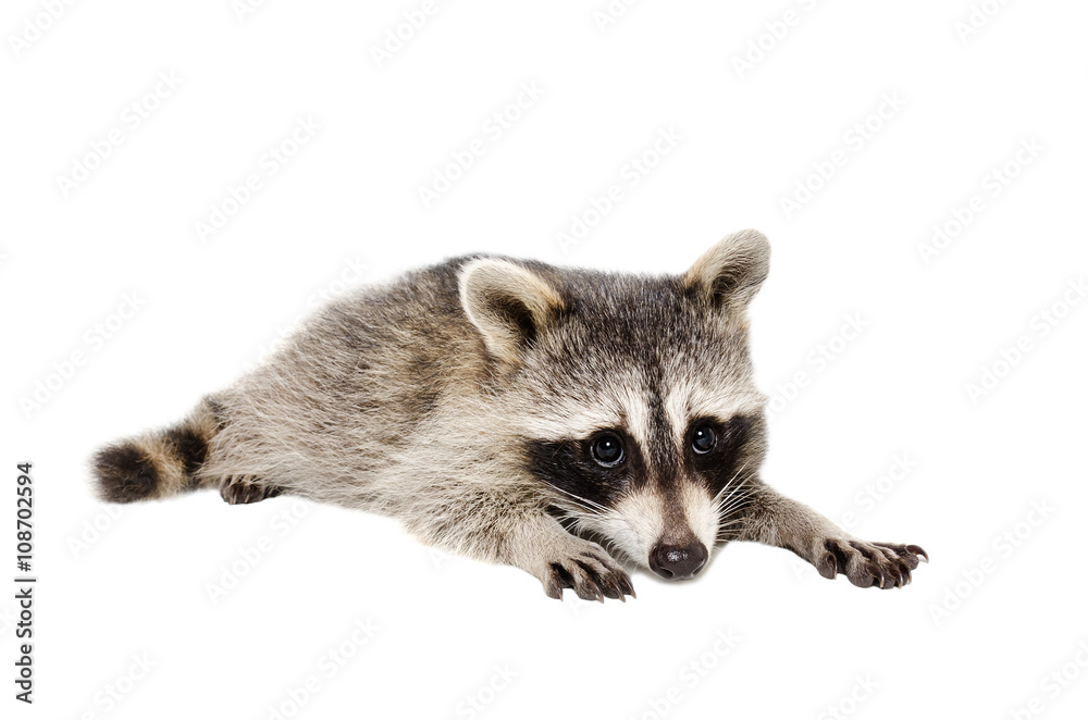 Plakat Portrait of a cute raccoon